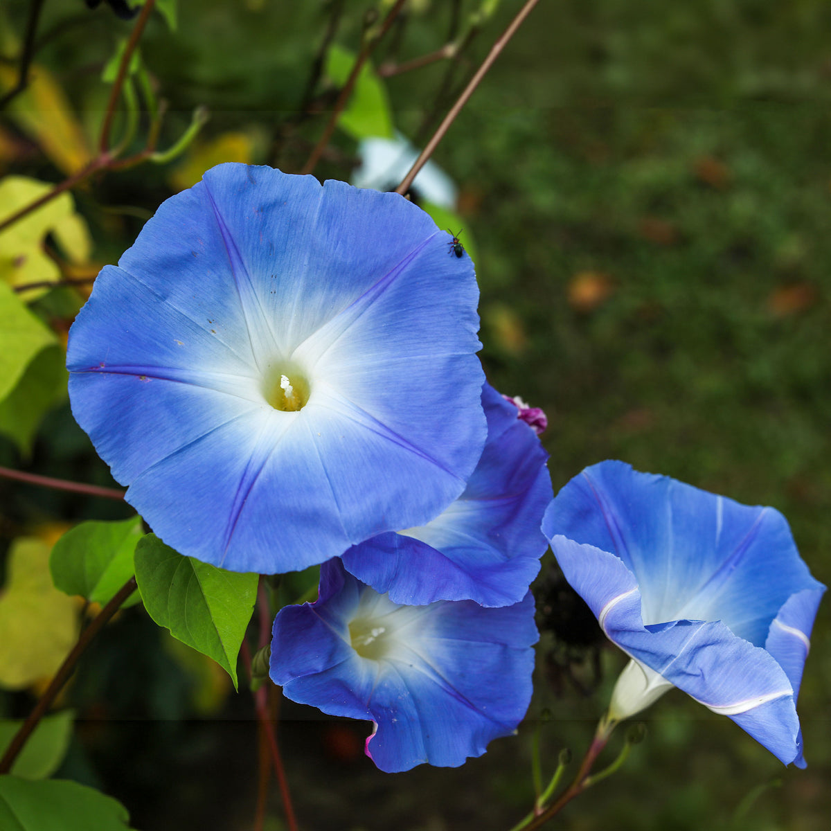 Ipomoea tricolor heavenly blue - Ipomée à grandes fleurs Heavenly Blue - Graines de fleurs annuelles
