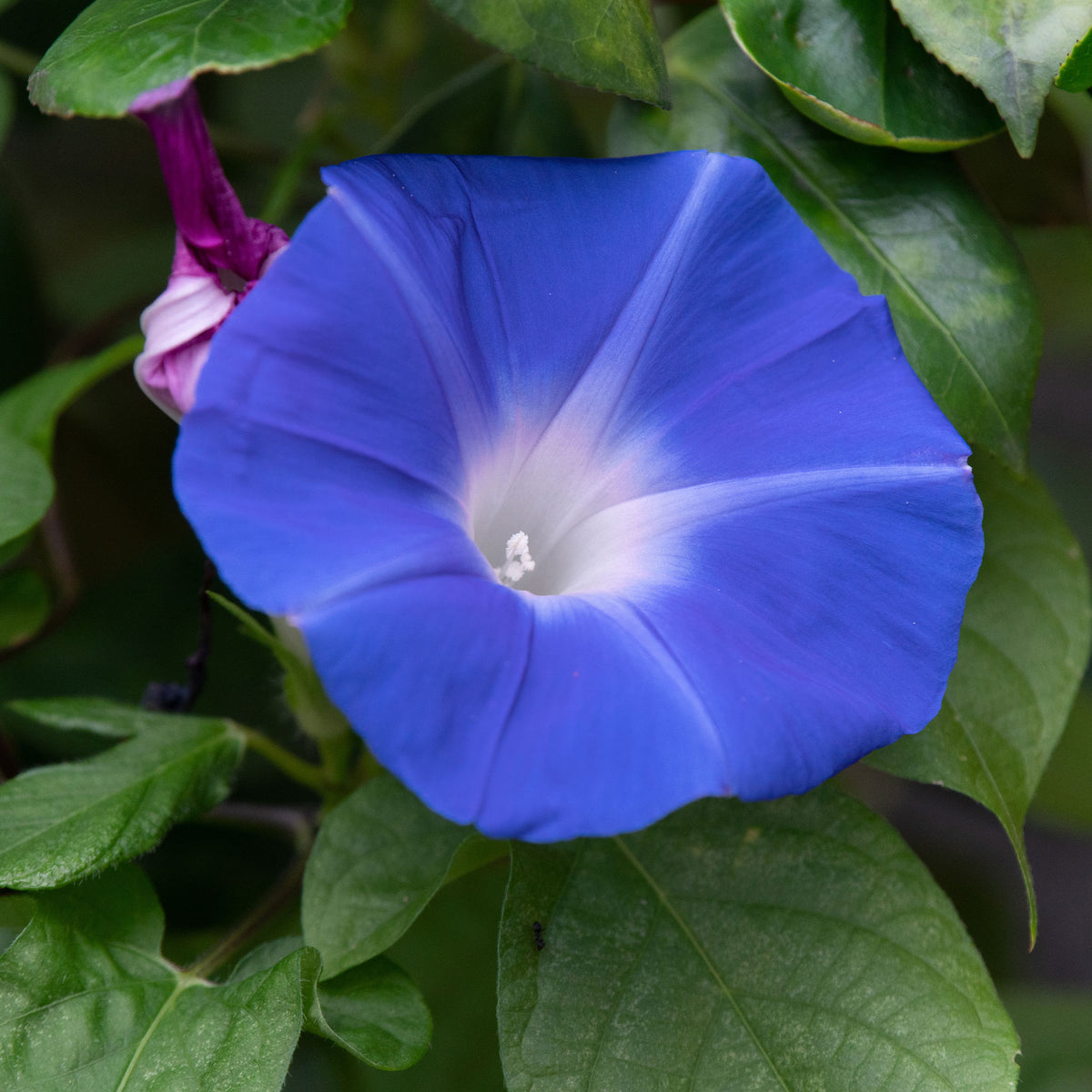 Graines de fleurs annuelles - Ipomée à grandes fleurs Heavenly Blue - Ipomoea tricolor heavenly blue