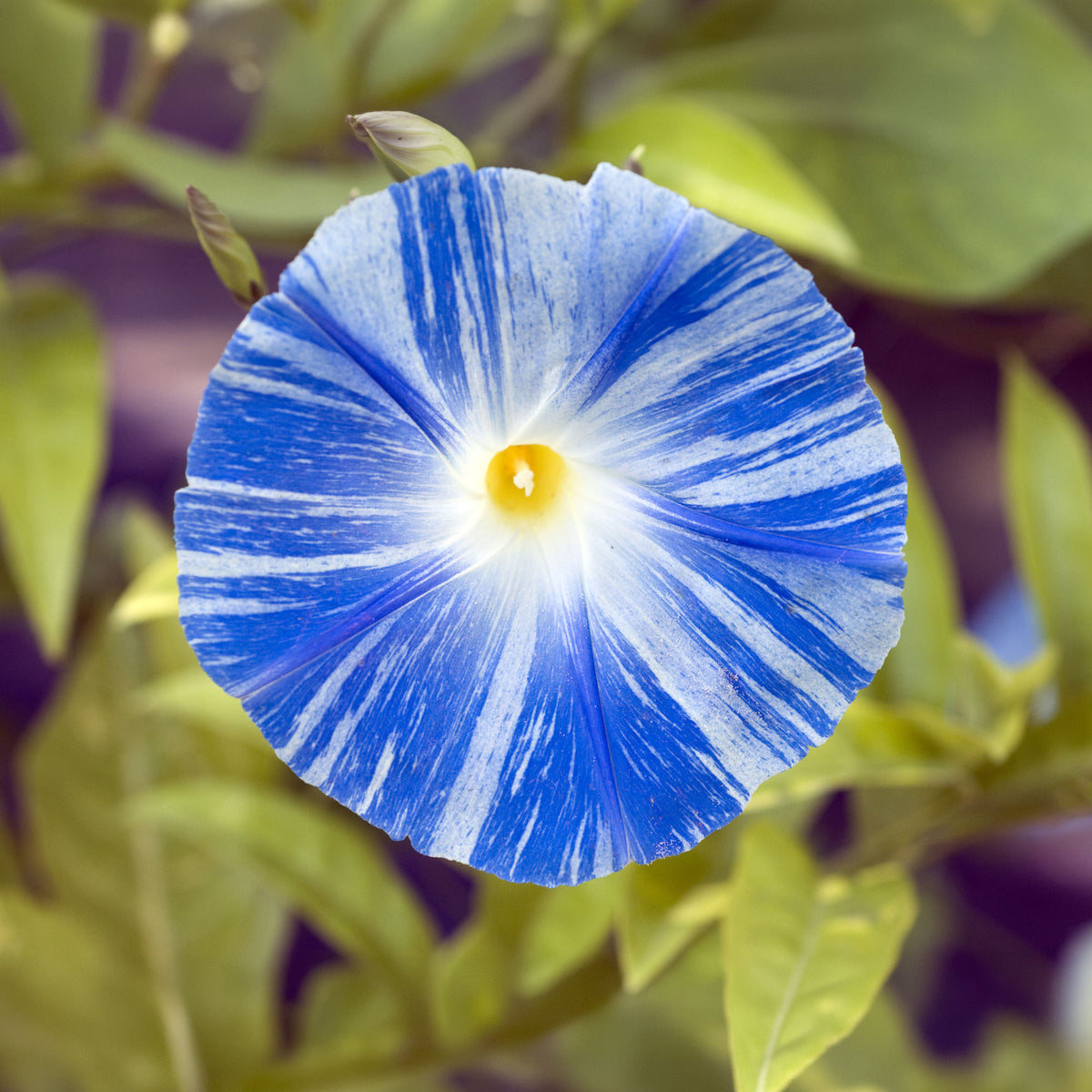Ipomée à grandes fleurs Flying Saucer - Bakker