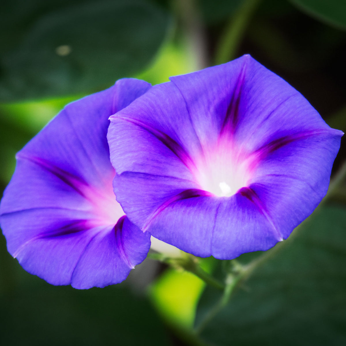 Ipomée à grandes fleurs Grandpa Ott - Ipomoea nil - Bakker