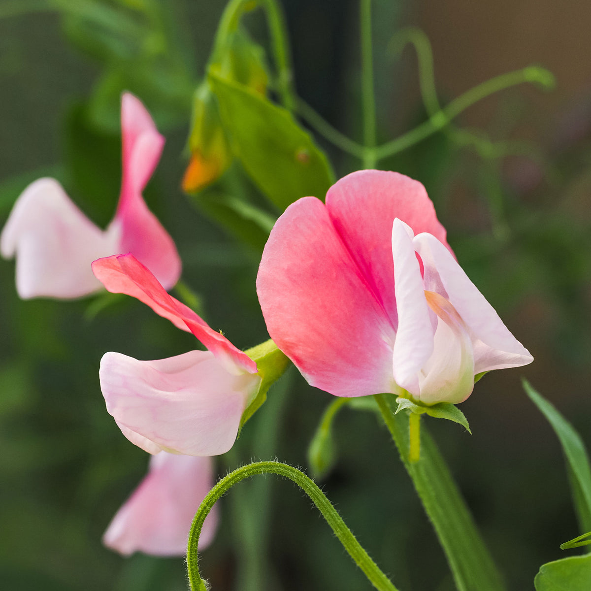 Graines de fleurs annuelles - Pois de senteur Painted lady 1937 - Lathyrus odoratus grandiflorus painted lady 1937