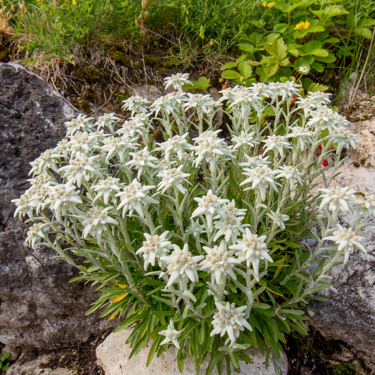 Edelweiss vivace - Leontopodium alpinum - Bakker