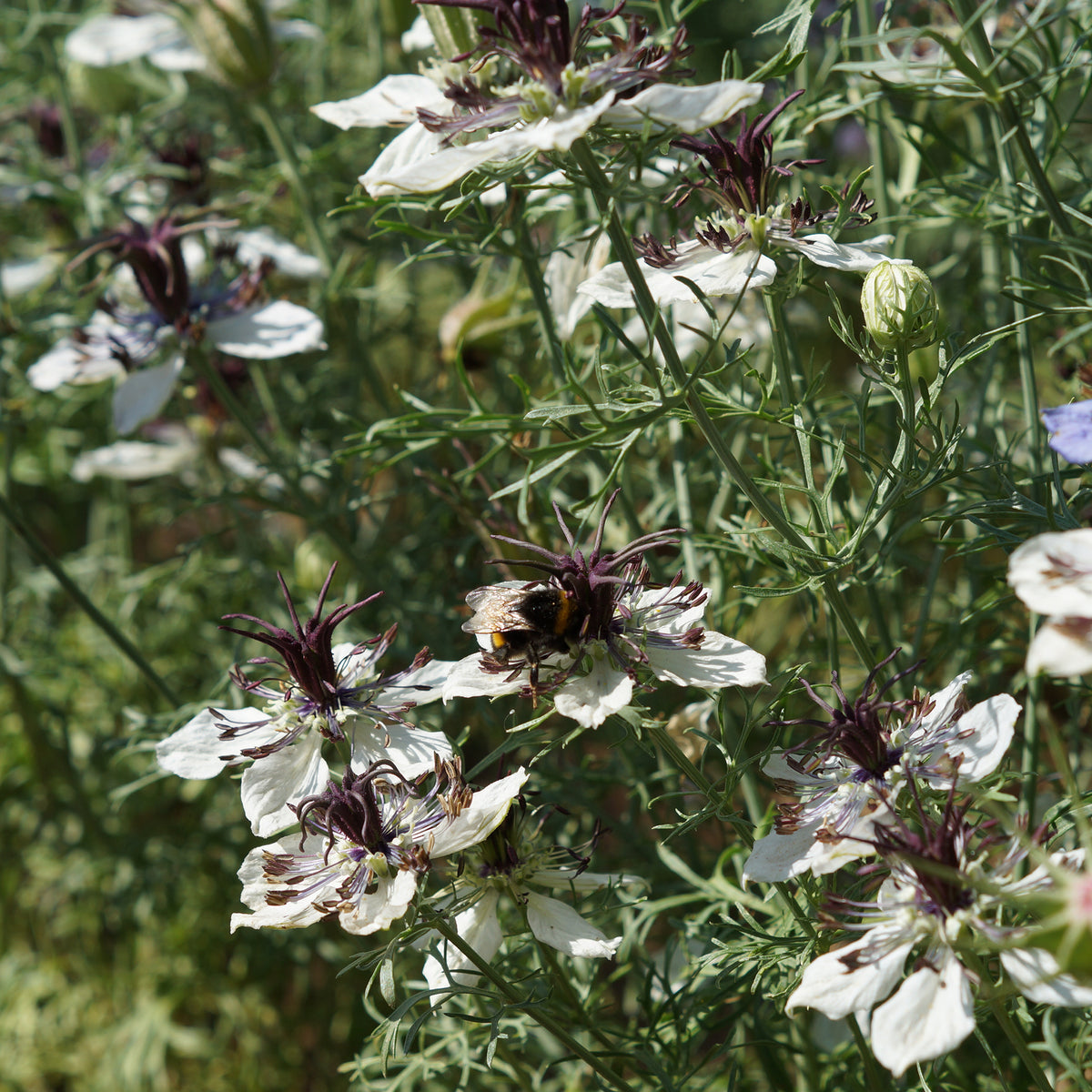 Nigelle d'Espagne African Bride - Bakker