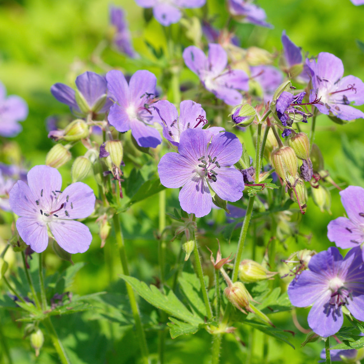 Géranium vivace bleu - Bakker