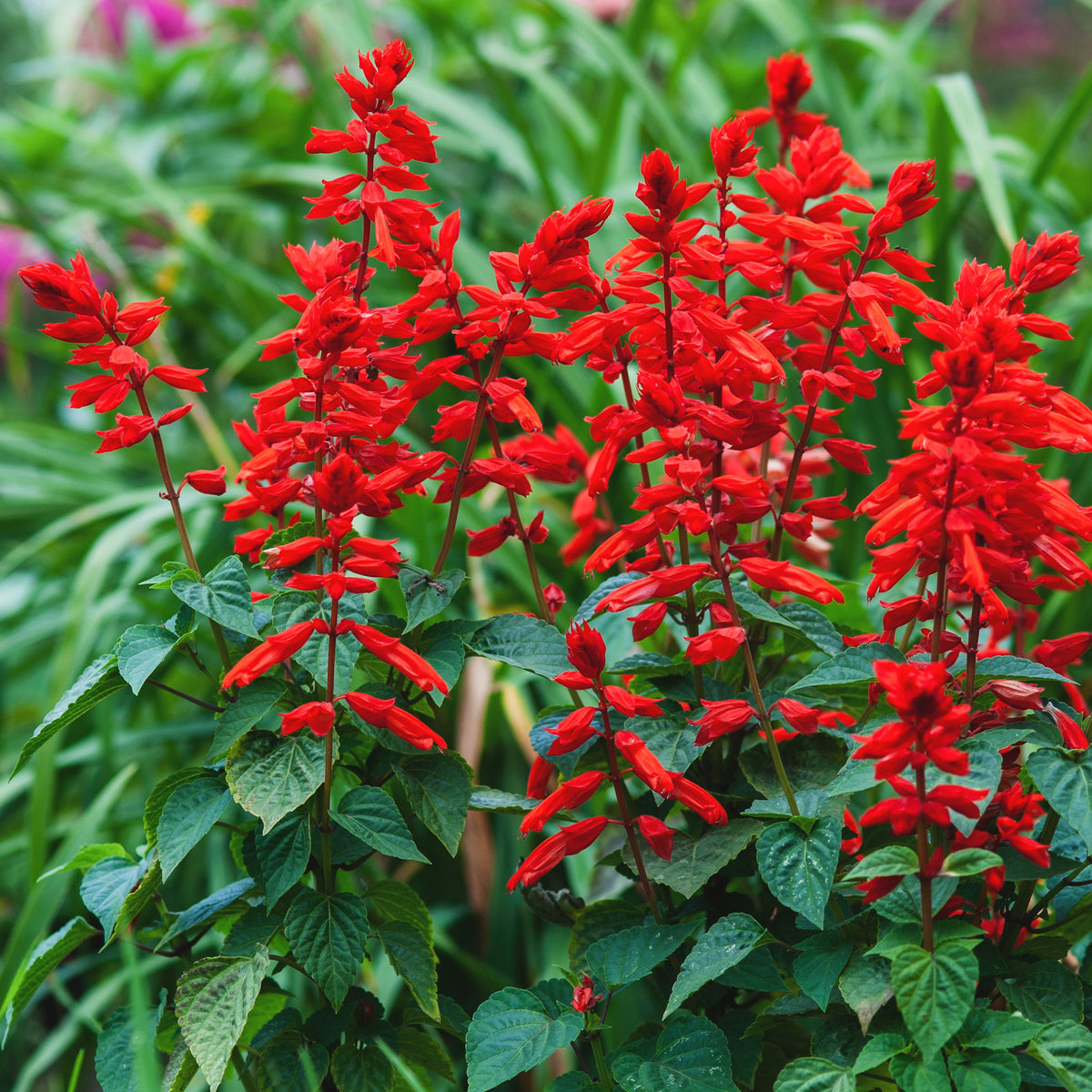 Sauge éclatante Feu de St Jean - Salvia splendens - Bakker