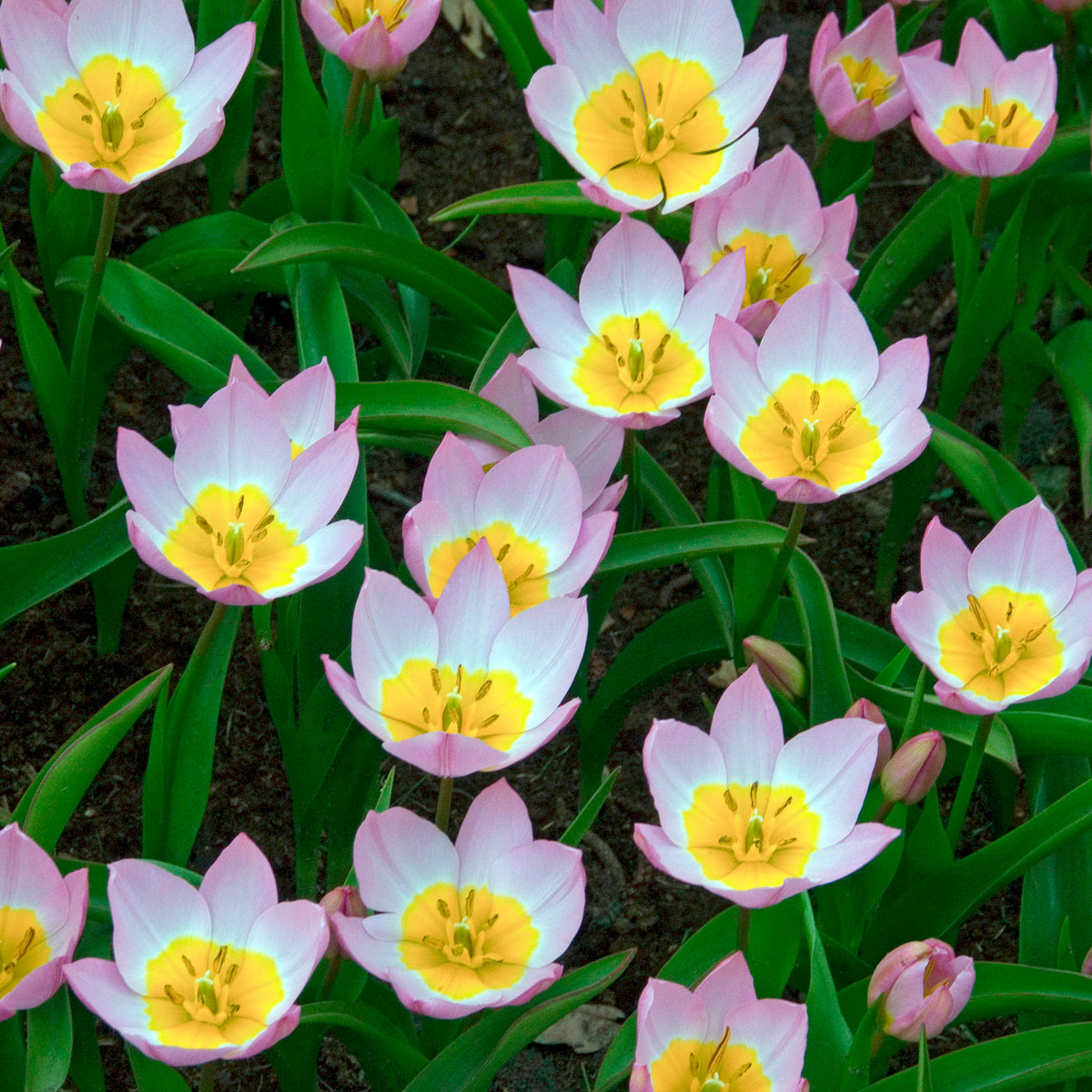 Vente 10 Tulipes botaniques Lilac Wonder