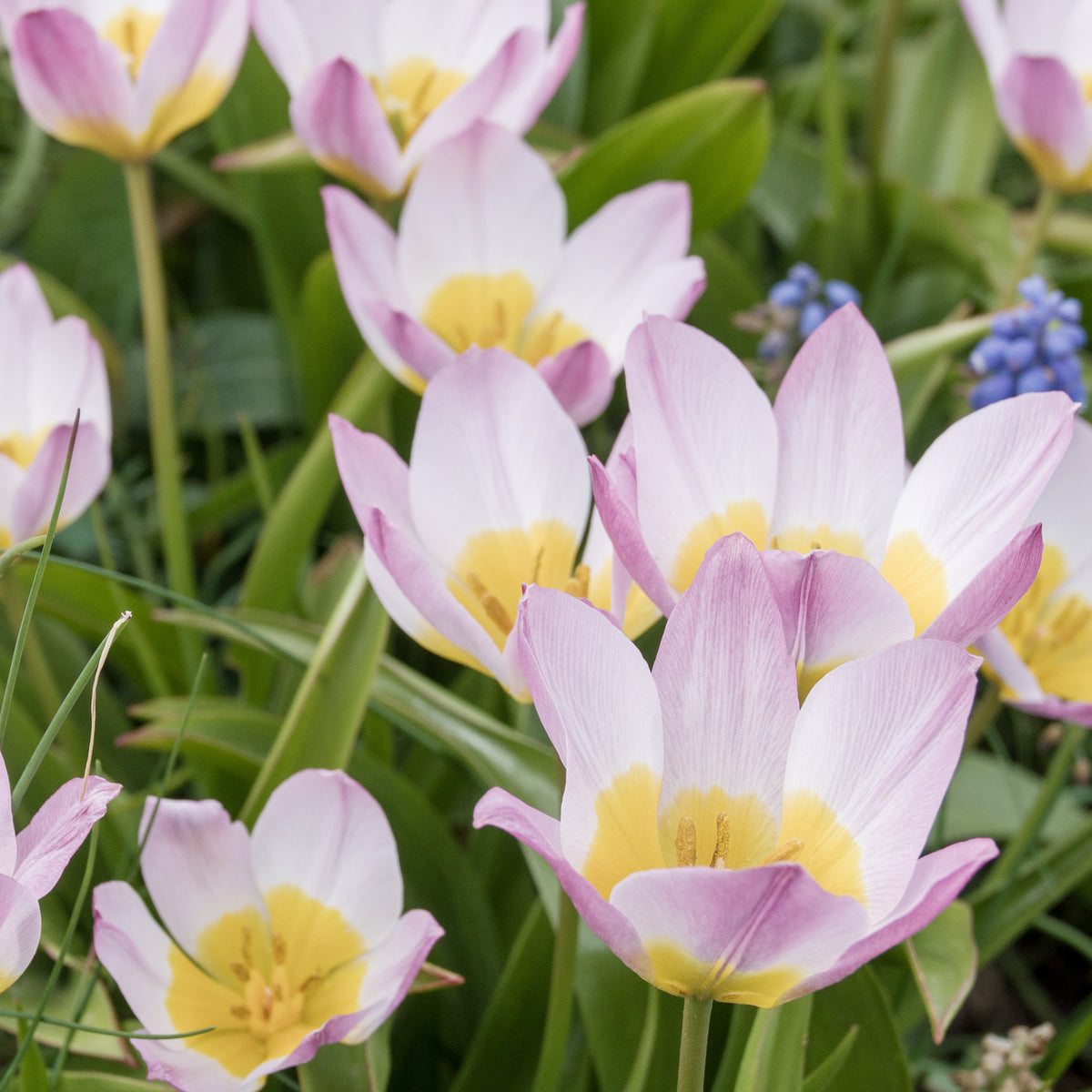 Bulbes de Tulipe - 10 Tulipes botaniques Lilac Wonder - Tulipa Lilac Wonder