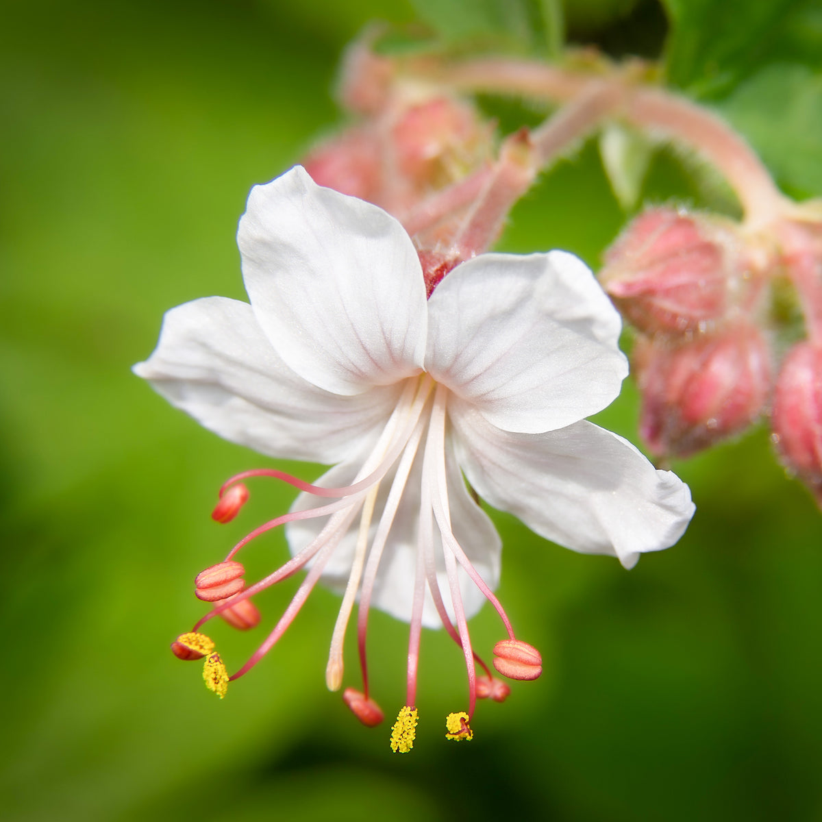 Géraniums - Géraniums vivaces Spessart - Geranium macrorrhizum Spessart