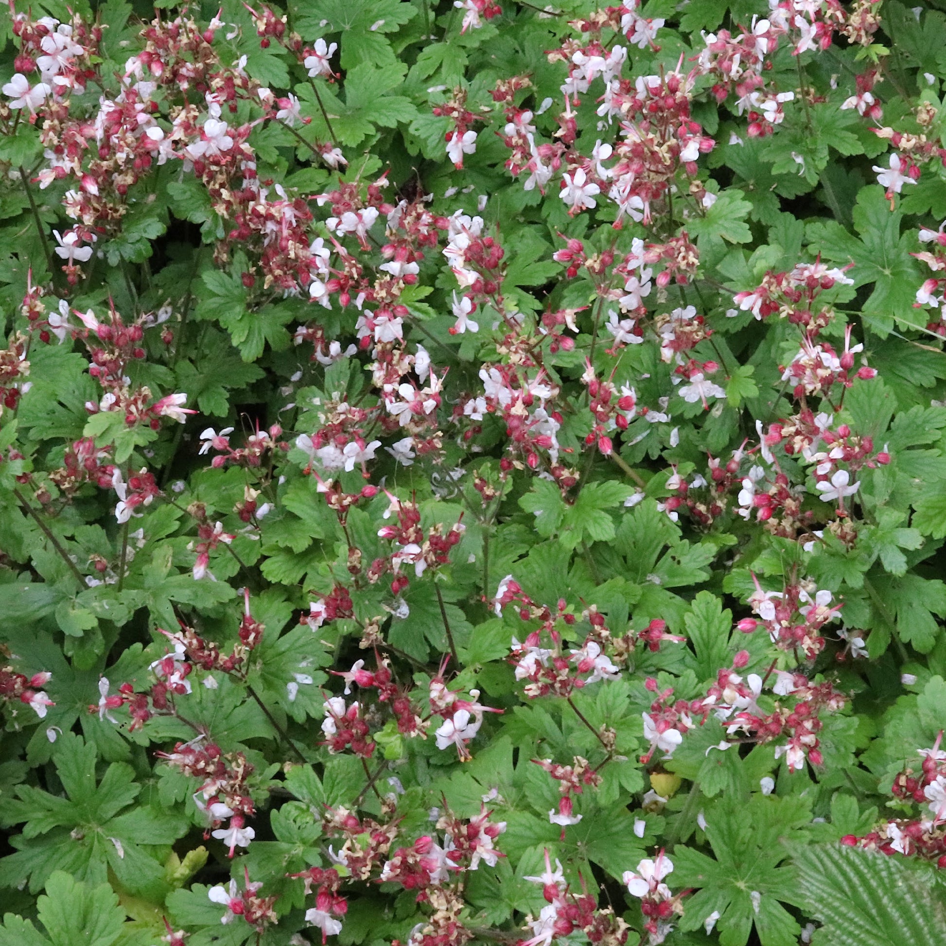 Vente Géraniums vivaces Spessart - Geranium  macrorrhizum Spessart
