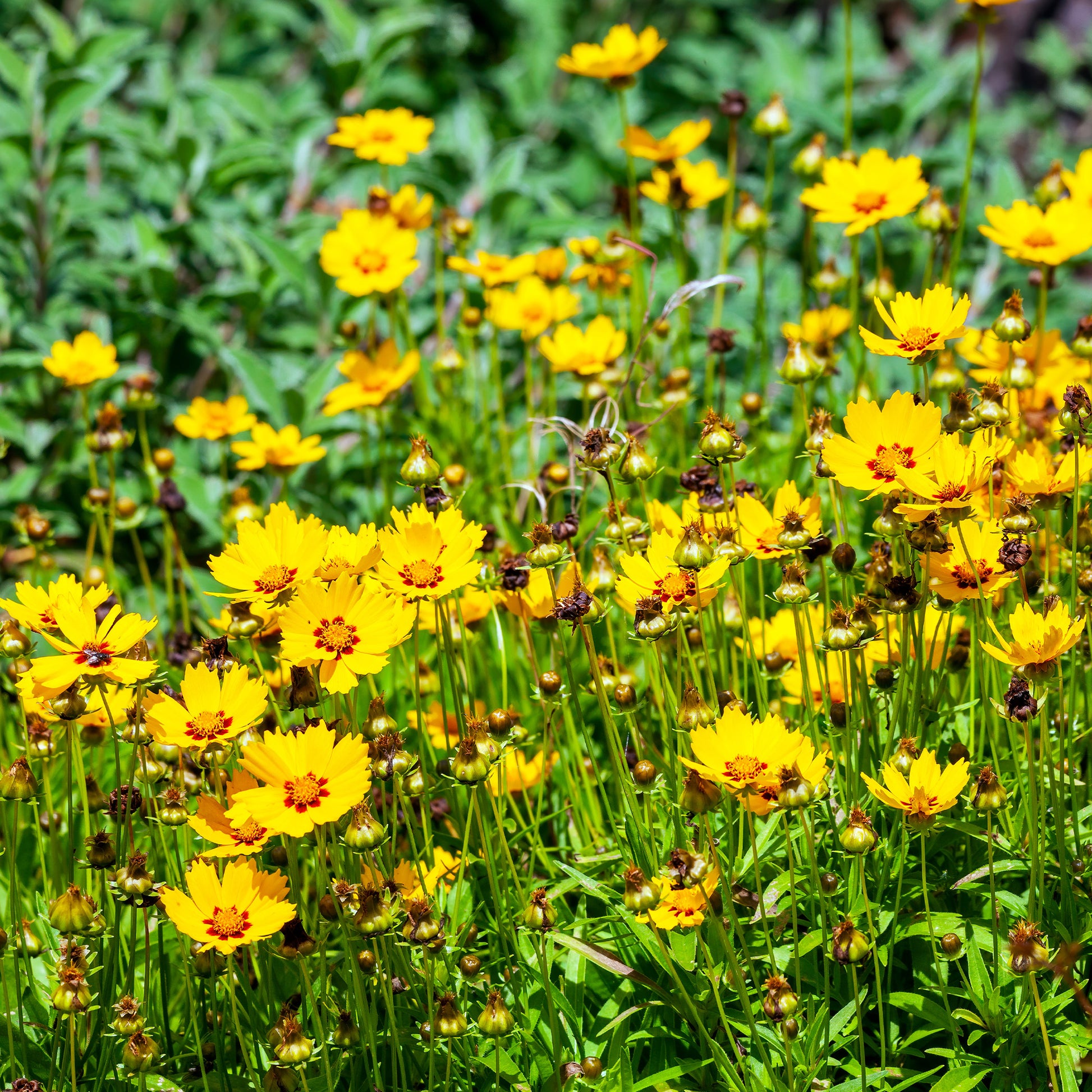 Coreopsis - Oeil de jeune fille - Coreopsis lanceolata Sterntaler - Bakker