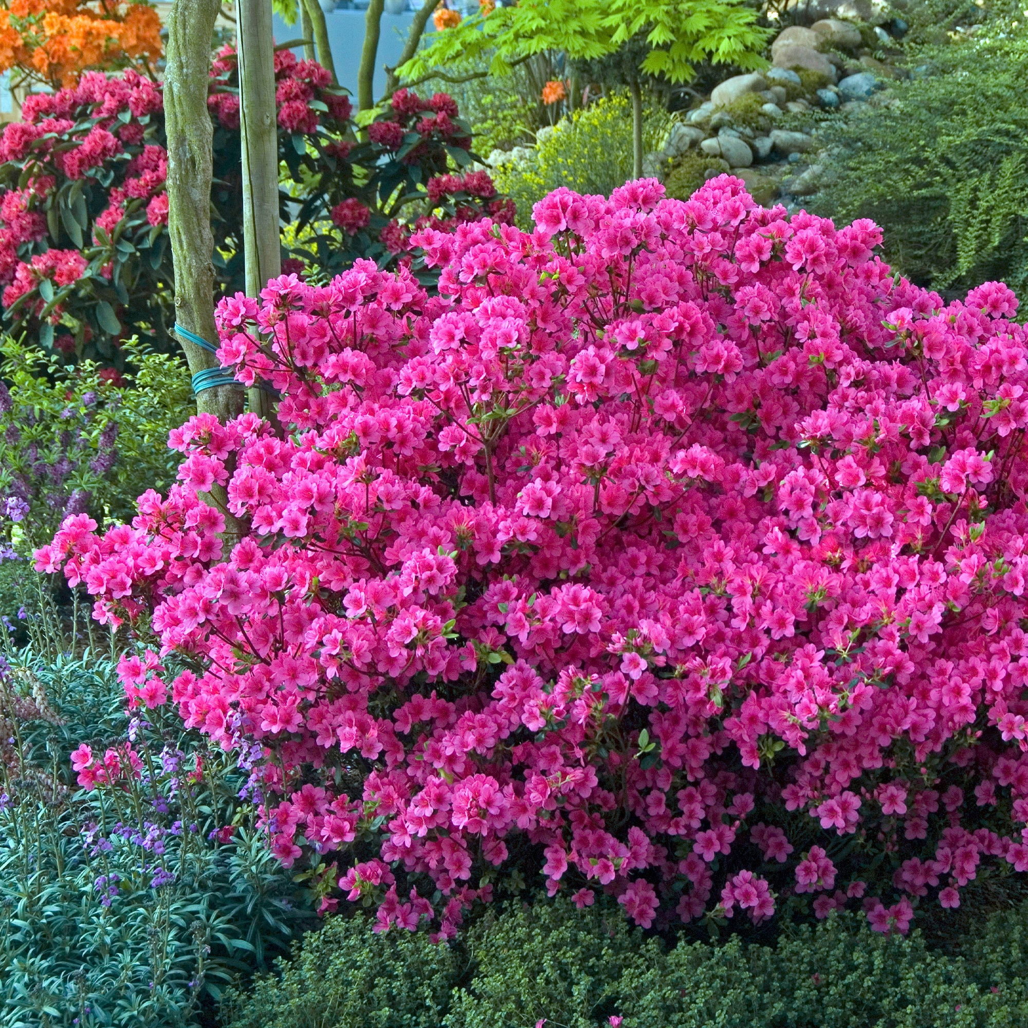 Azalée 'Geisha Blanc' - Plante Vivace En Pot 9 Cm - Rhododendron Persistant Pour Jardin Et Balcon - Fleurs Blanches Attractives