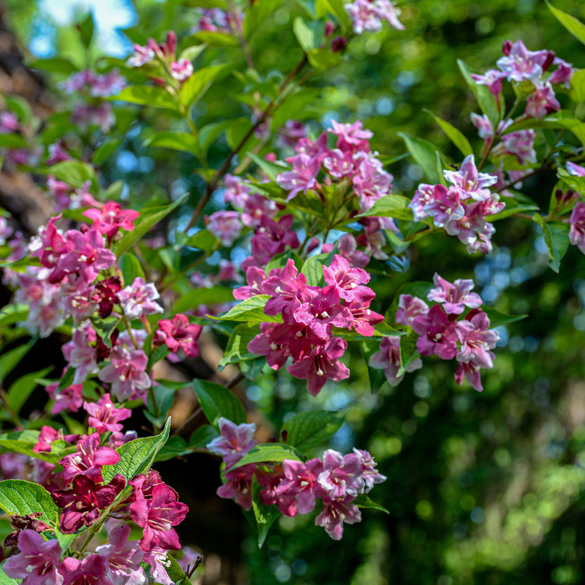 Weigelia Pink Princess - Bakker