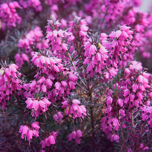 Bruyère d'hiver Lucie - Bakker