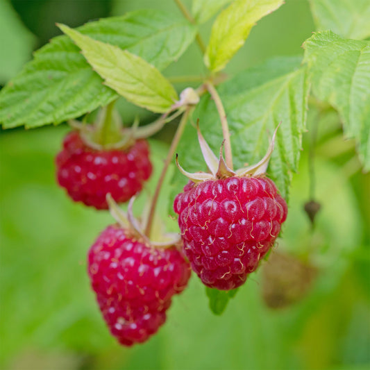Framboisier Zeva - Bakker