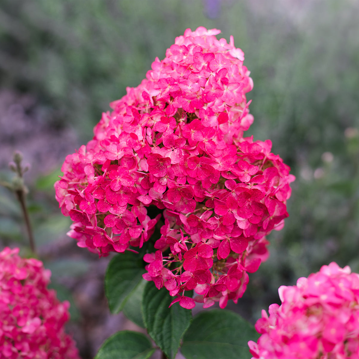 Hortensia paniculé Framboisine® 'Rensam'