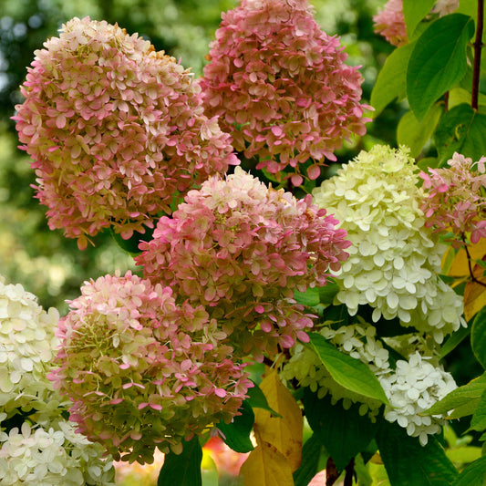 Hortensia paniculé Romantic Ace® Renvagor - Bakker