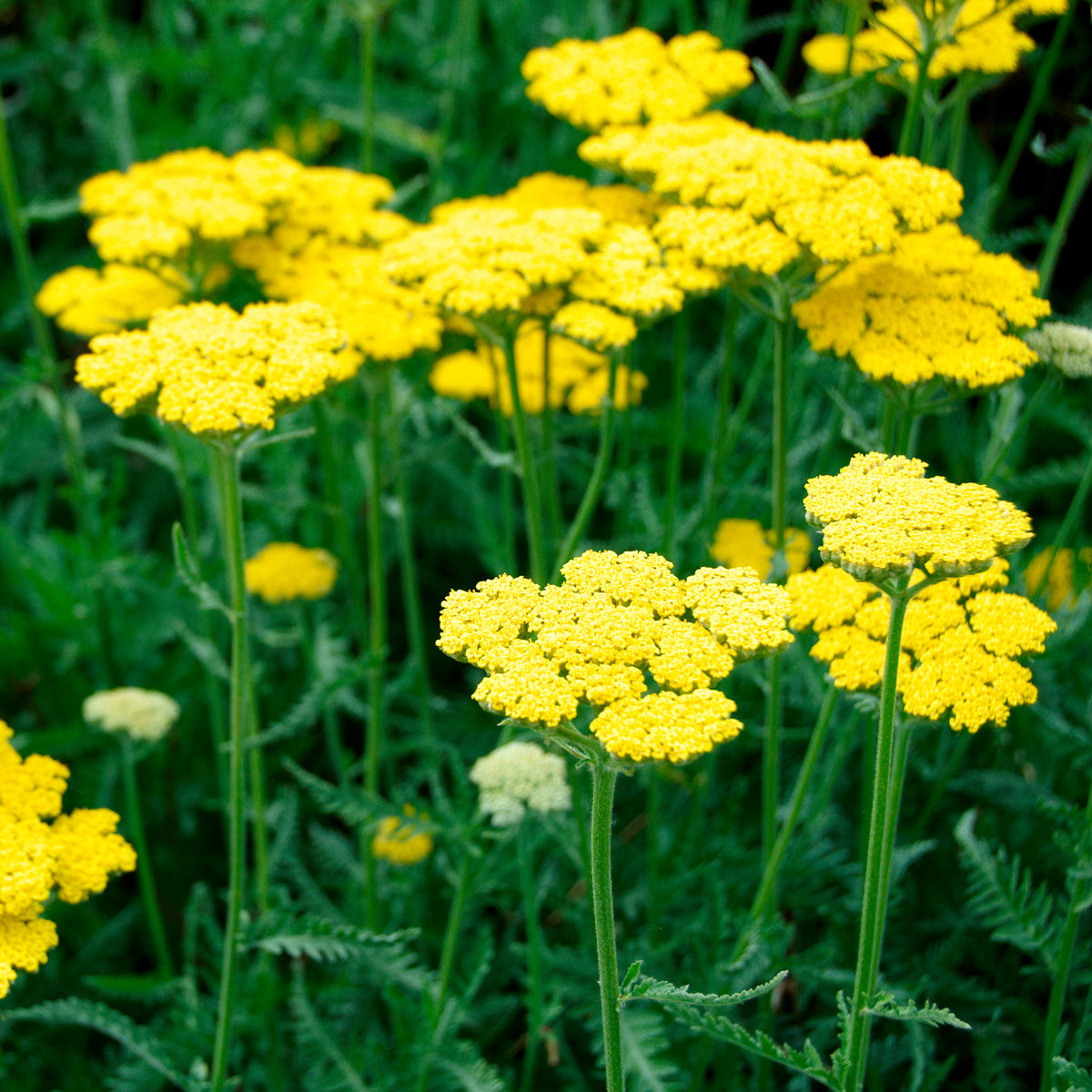 Achillée Coronation Gold - Bakker