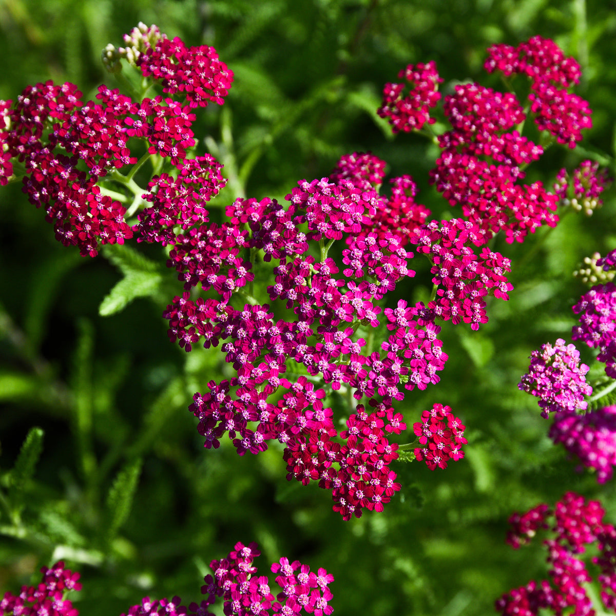 Achillée millefeuille Cerise Queen - Bakker