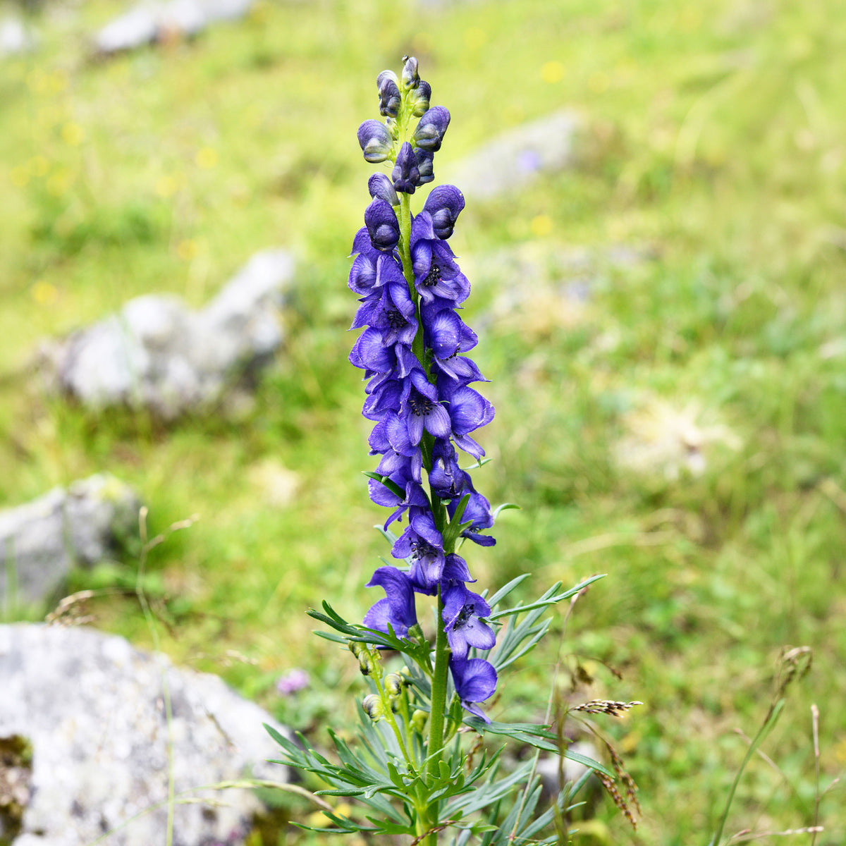 Vente Aconit Casque de Jupiter - Aconitum napellus