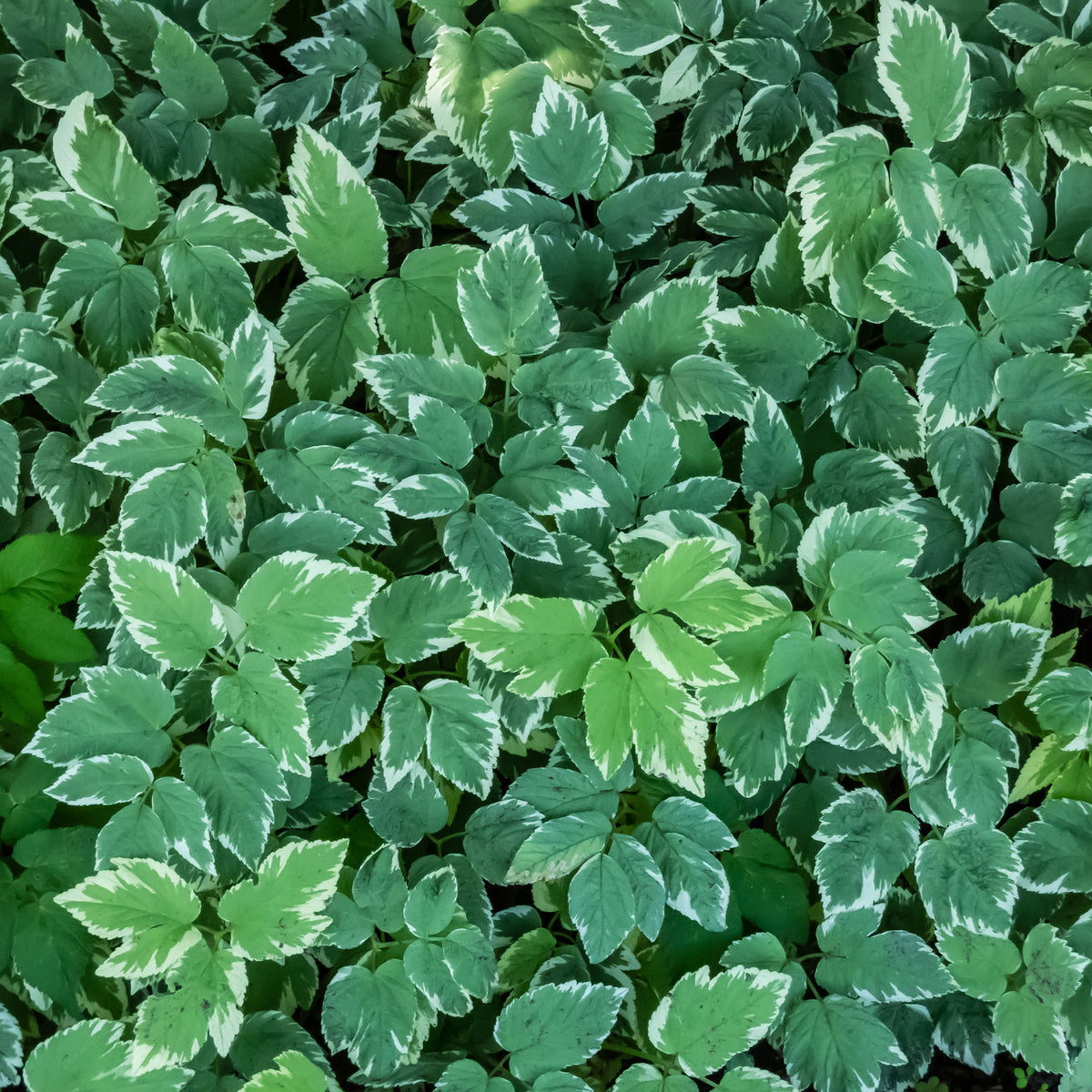 Herbe aux goutteux panachée - Aegopodium podograria variegatum - Bakker