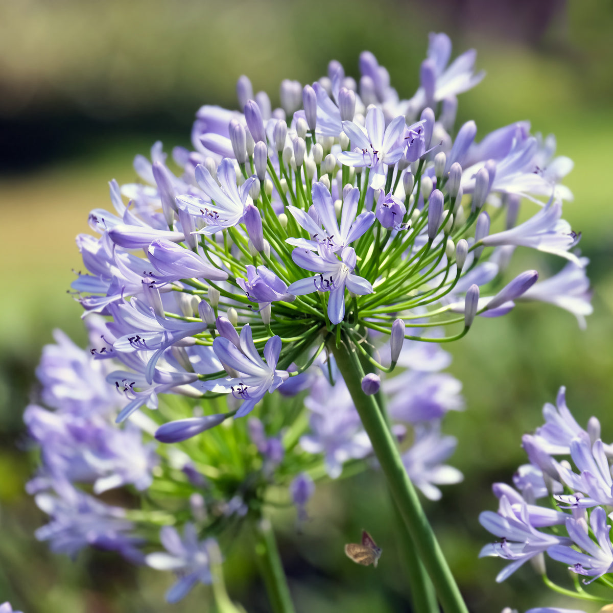 Agapanthe Peter Pan - Agapanthus Peter Pan - Bakker