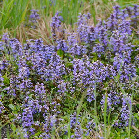 Bugle rampante - Bakker