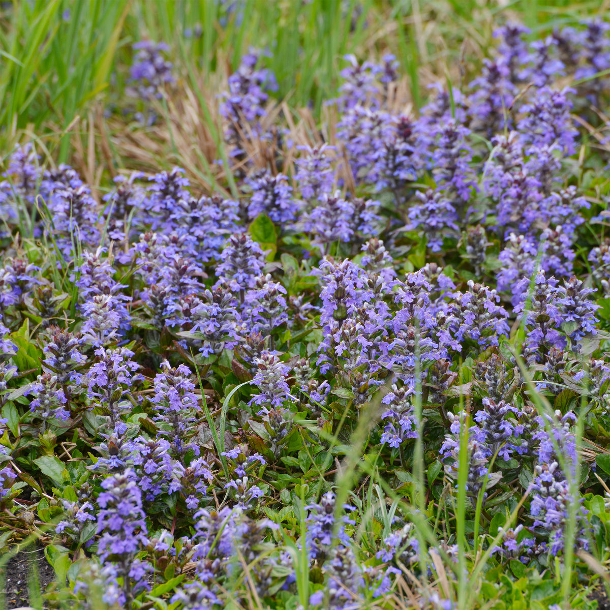 Bugle rampante - Bakker