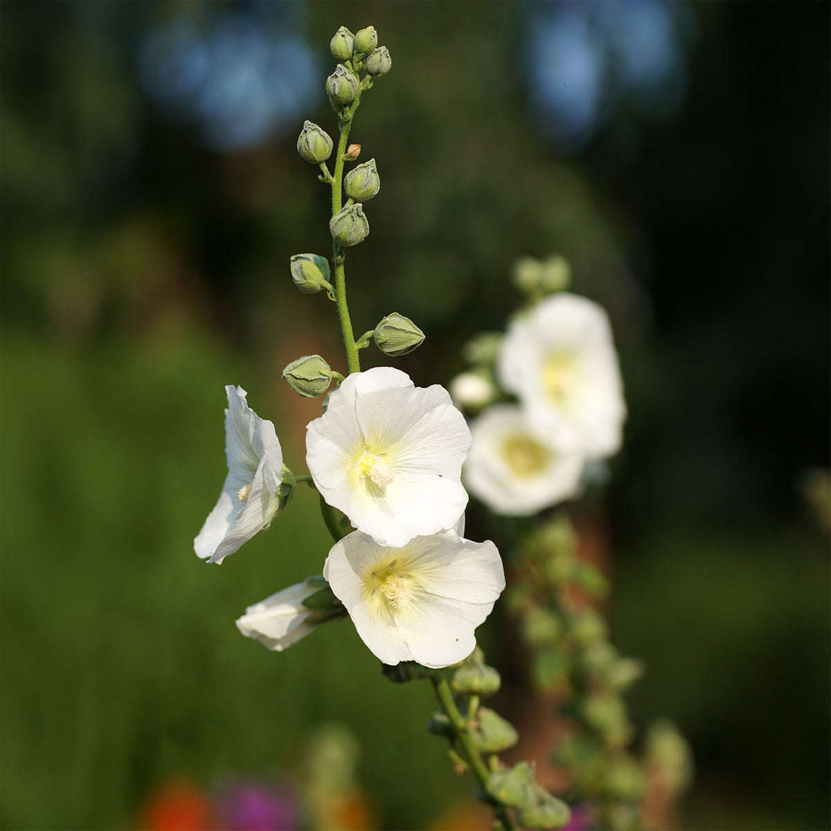 Rose trémière Polarstar - Bakker
