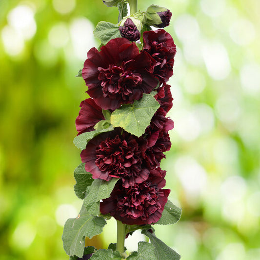 Rose trémière Chater's Double Purple - Bakker