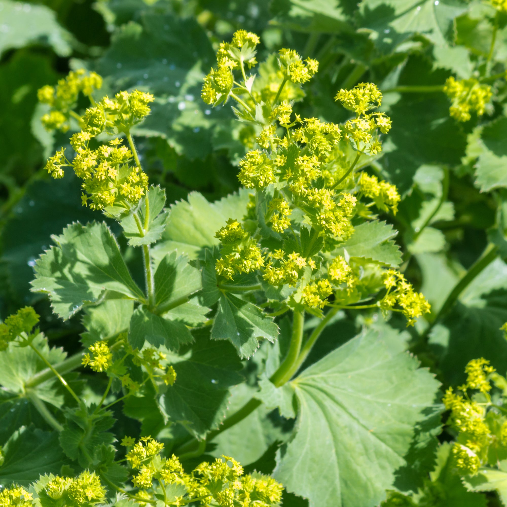Alchemille vulgaris