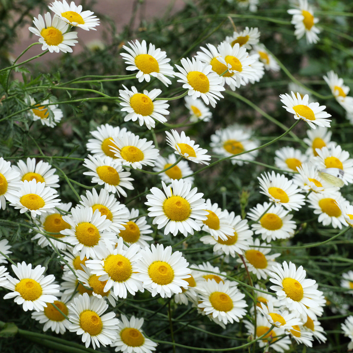 Anthemis x hybrida Sauce Hollandaise - Camomille des teinturiers Sauce Hollandaise - Anthémis