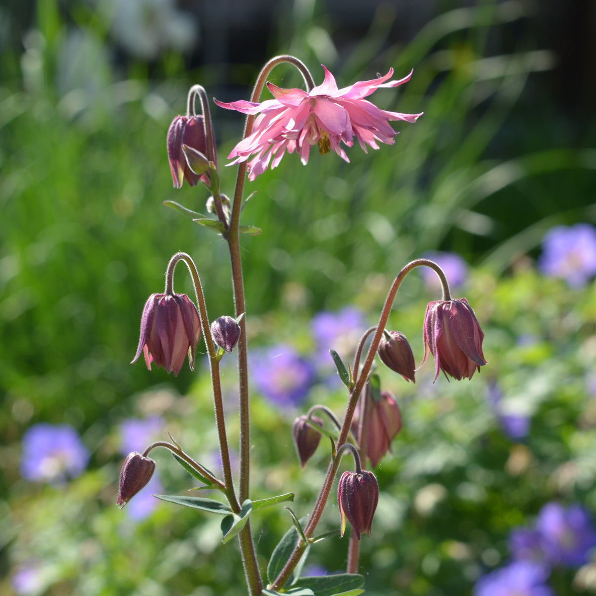 Ancolie commune Barlow Rose - Bakker