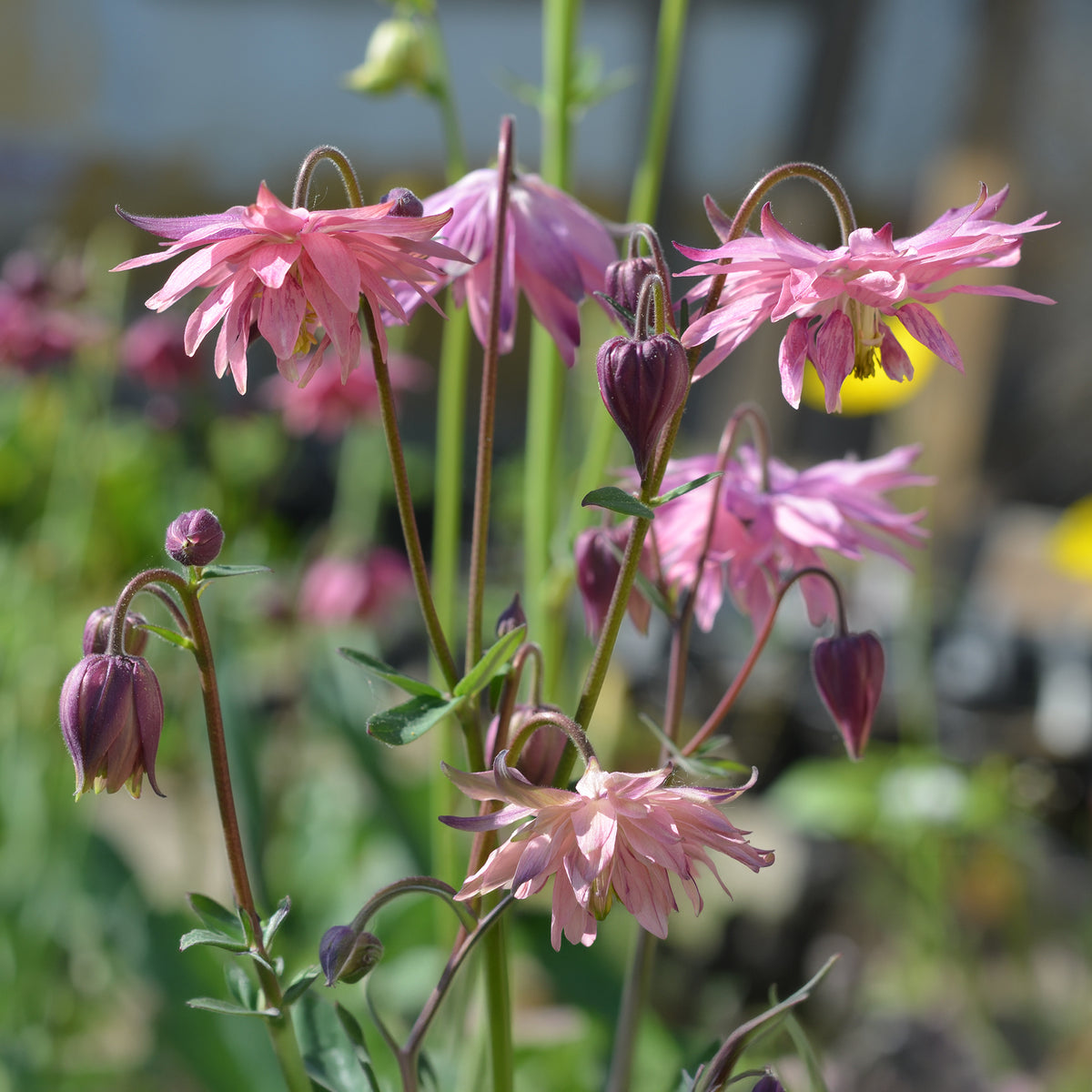 Aquilegia vulgaris Rose Barlow - Ancolie commune Barlow Rose - Ancolie