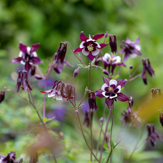 Ancolie des jardins William Guiness - Bakker