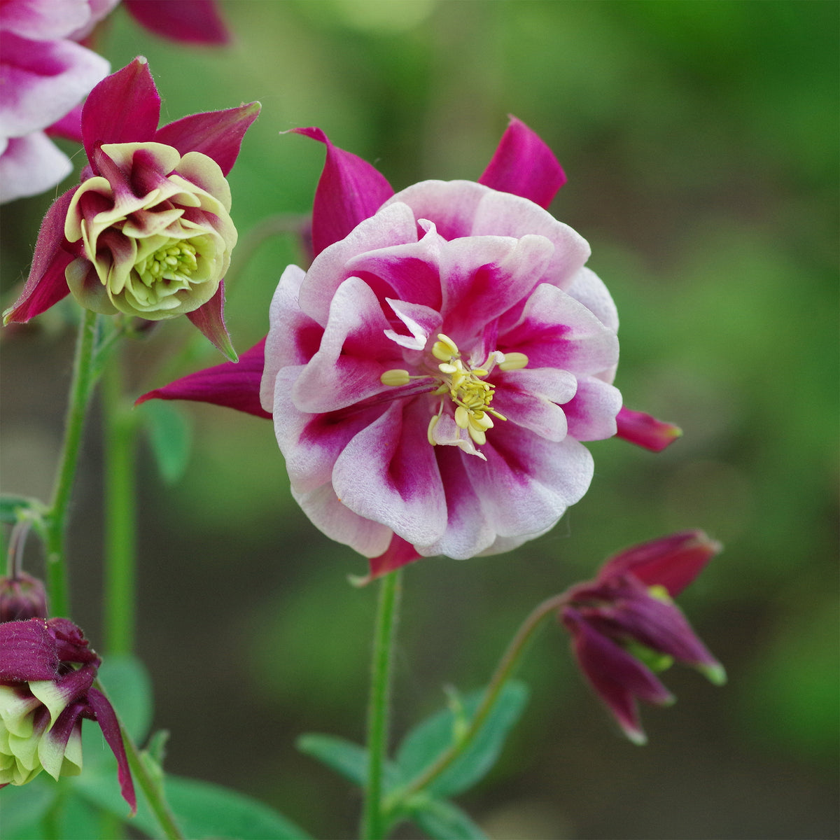 Ancolie à fleurs doubles Winky Red White - Aquilegia winky double red-white ( winky series ) - Bakker
