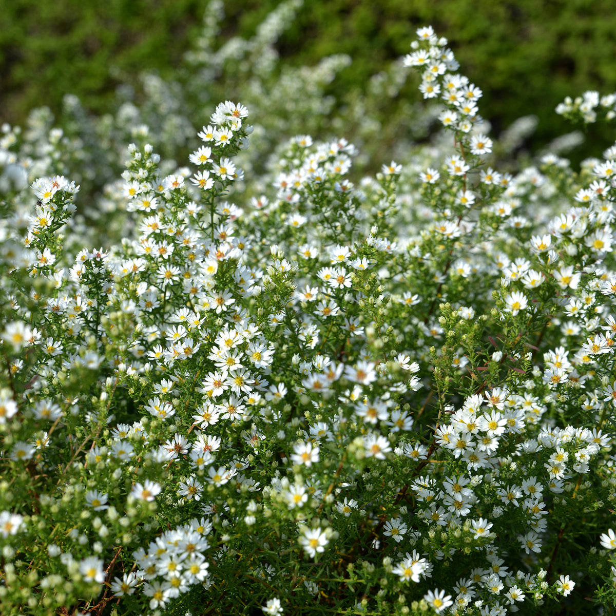 Aster ericoides Snowflurry - Aster éricoïde Snowflurry - Aster