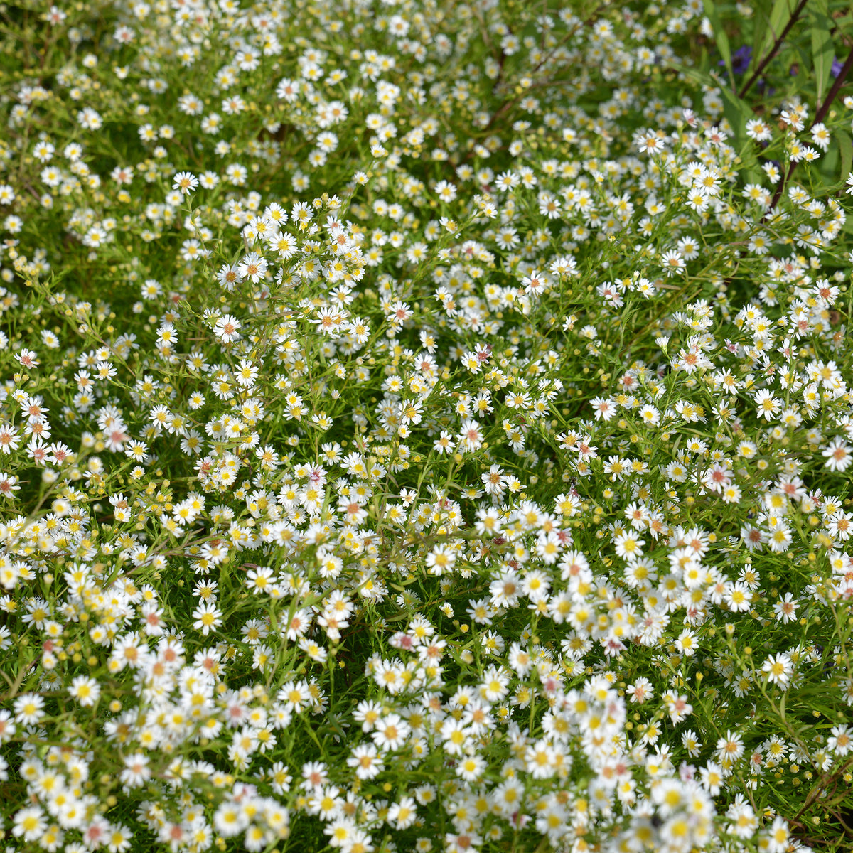 Aster éricoïde Snowflurry - Aster ericoides Snowflurry - Bakker