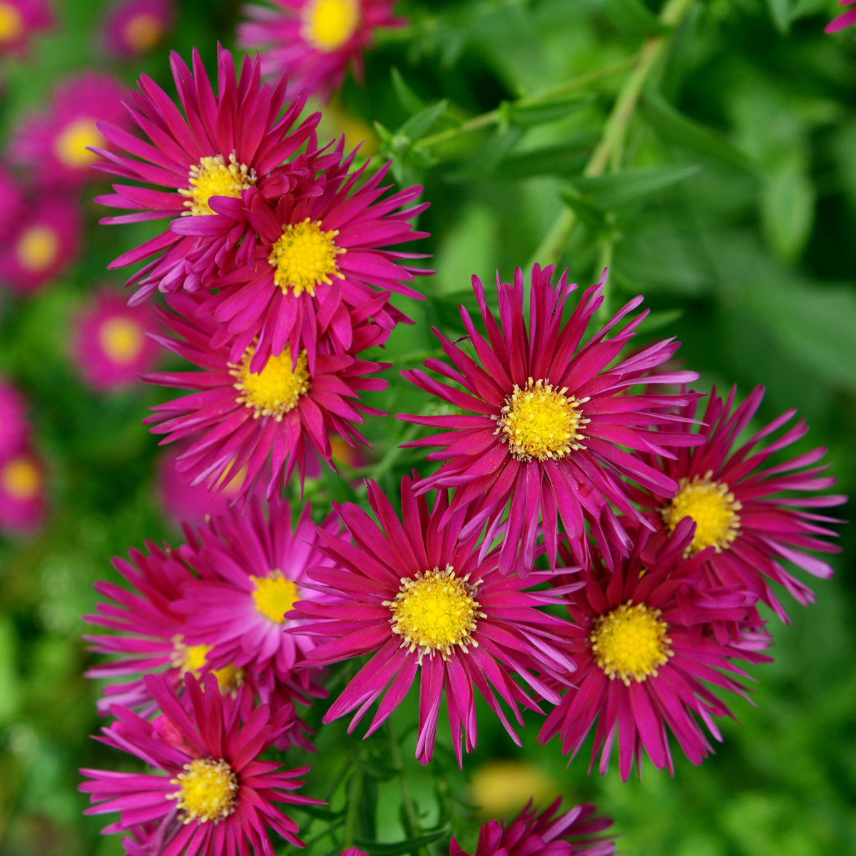 Aster grands d'automne Crimson Brocade - Bakker