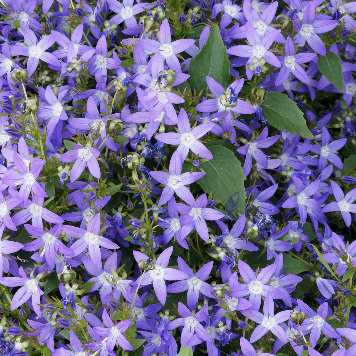 Campanules - Campanule des murets - Campanula poscharskyana