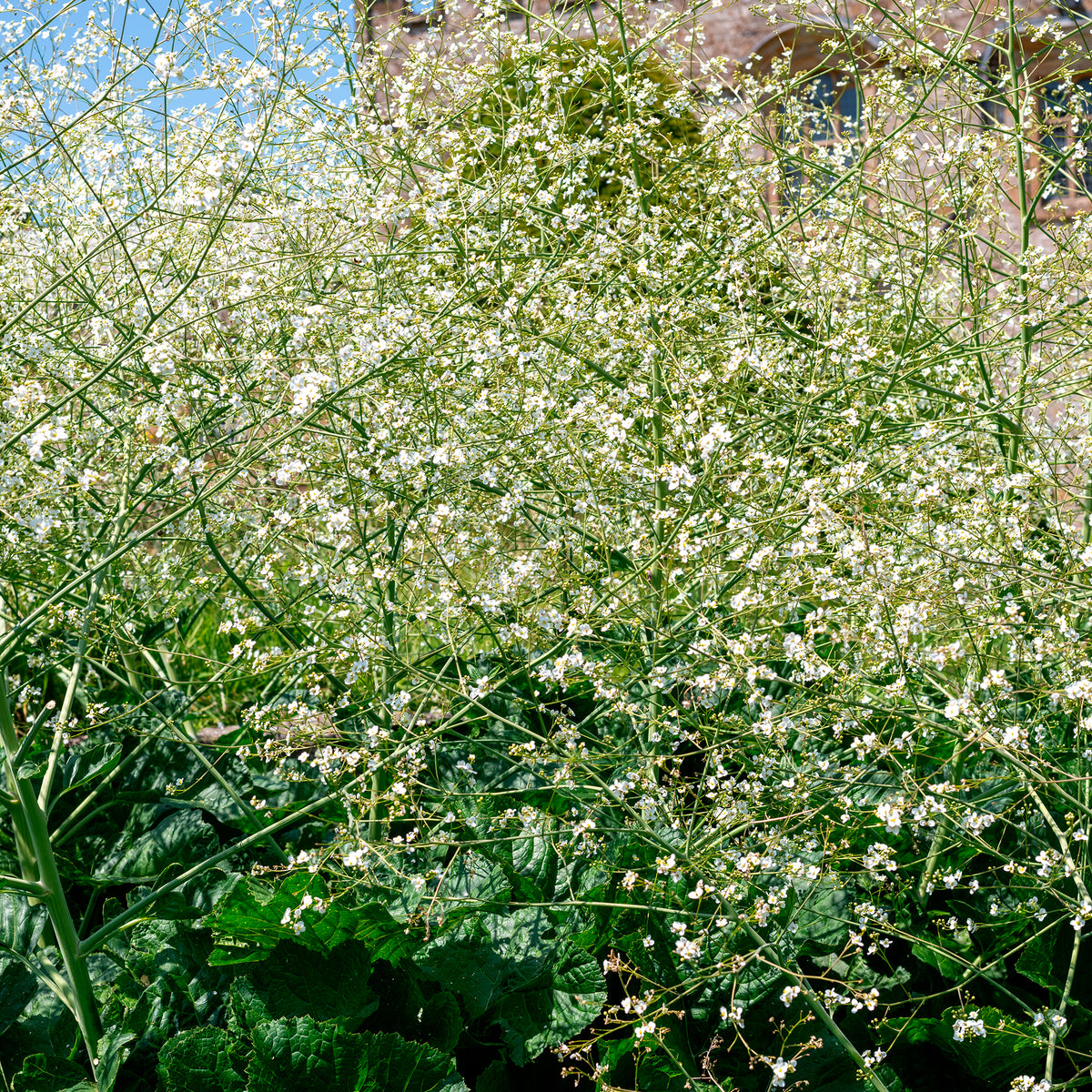 Vivaces fleuries - Chou nuage blanc - Crambe - Crambe cordifolia