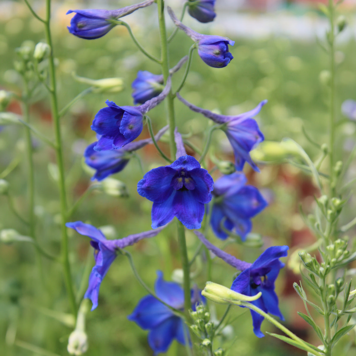 Delphinium Volkerfrieden - Bakker