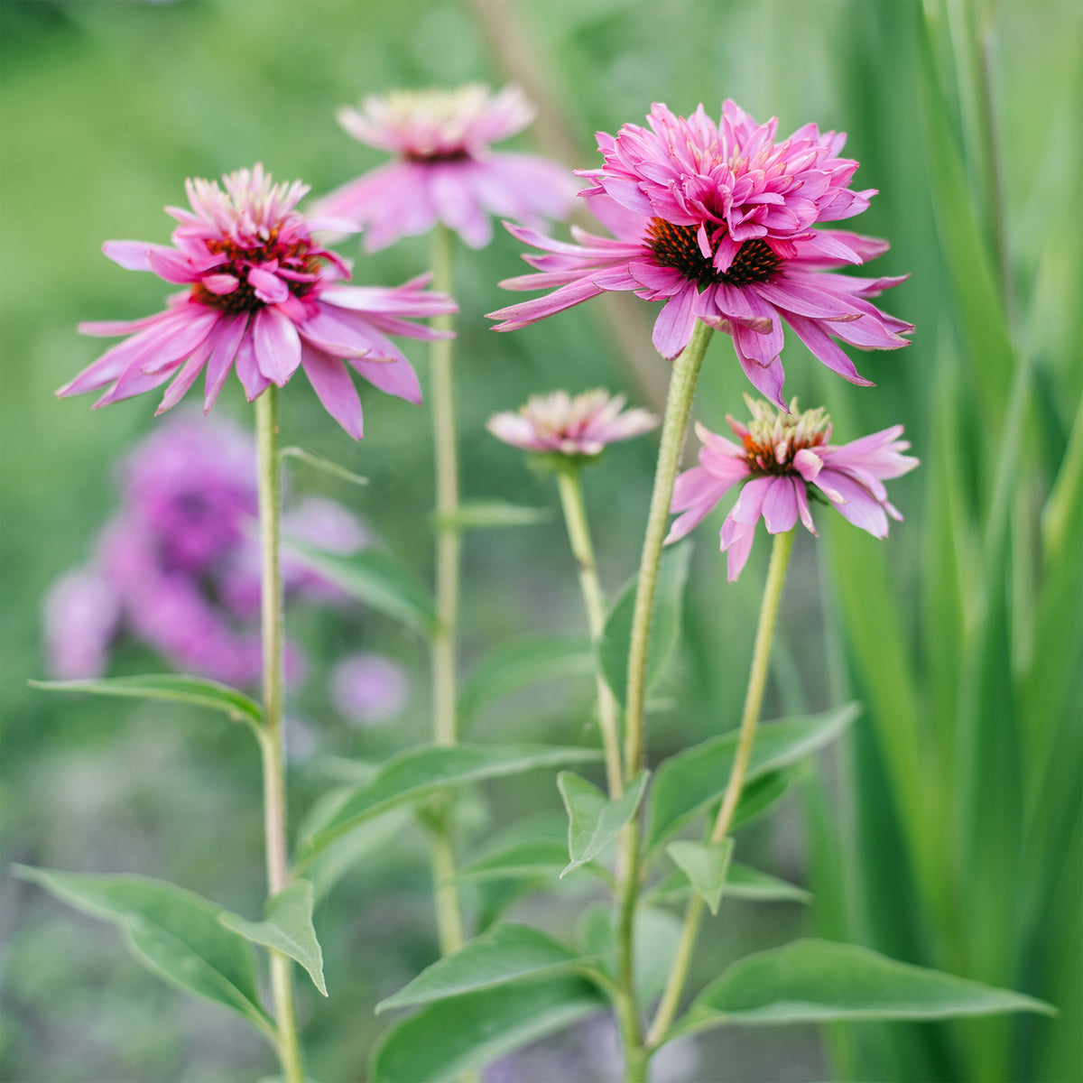 Echinacea purpurea double-decker - Echinacée pourpre Double-Decker - Plantes vivaces