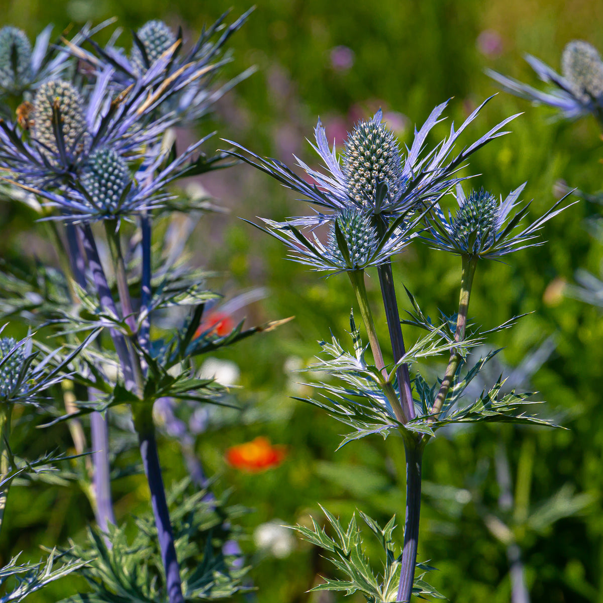 Panicaut maritime Lapis Blue - Eryngium maritimum Lapis Blue - Bakker