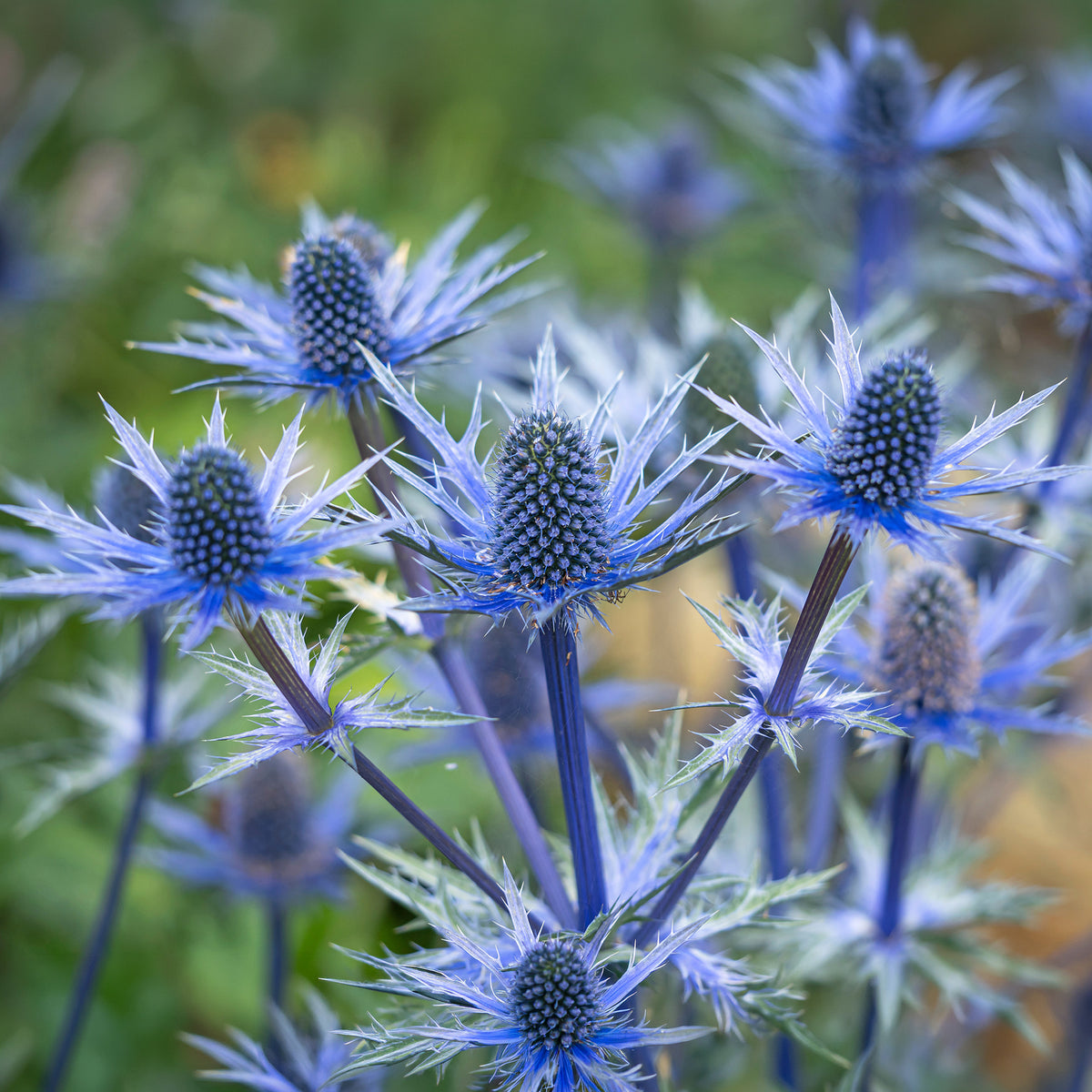 Panicaut hybride Big Blue - Bakker