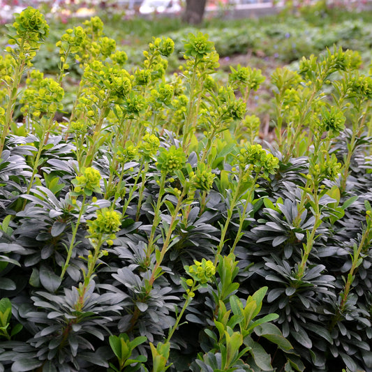 Euphorbe de Mrs. Robb - Bakker