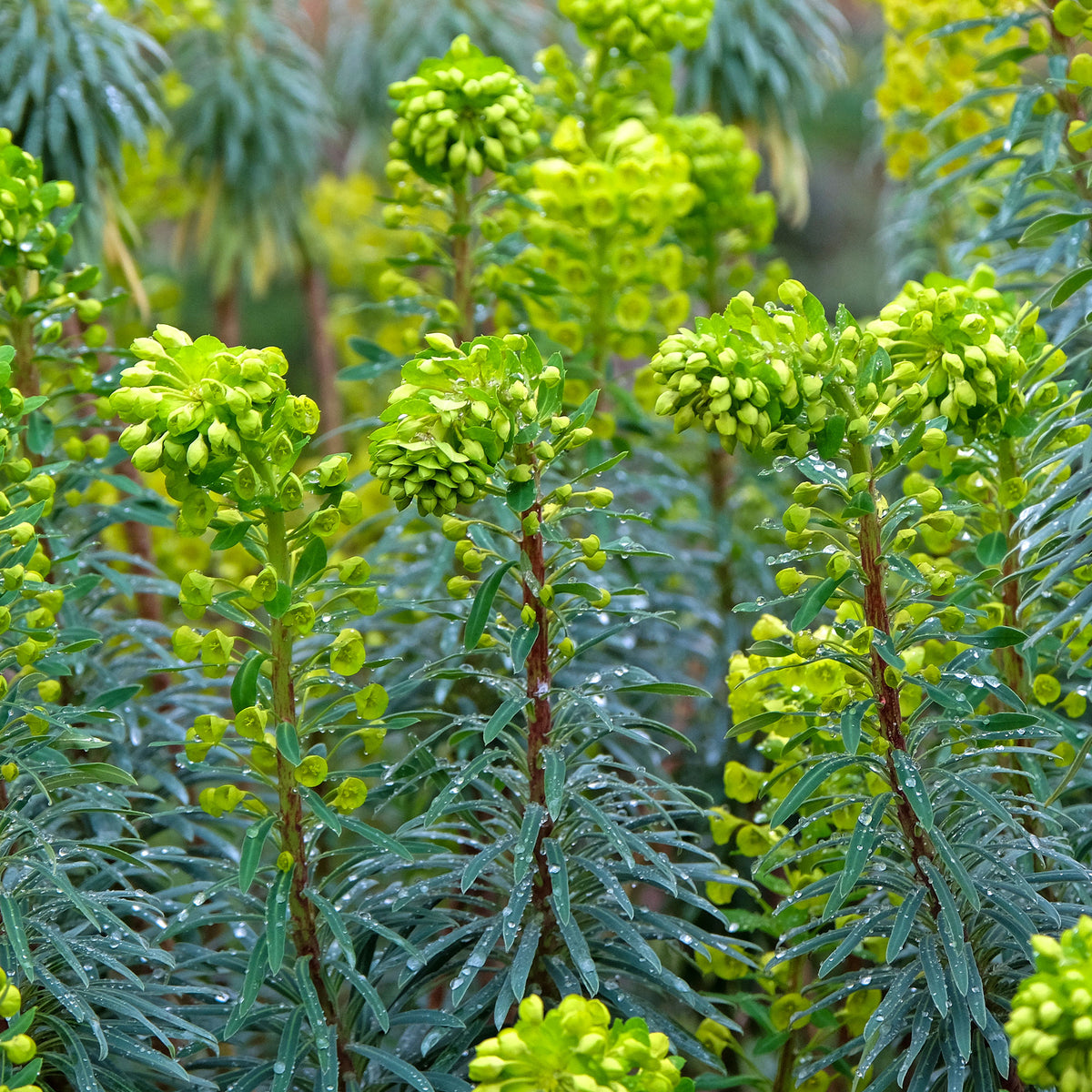 Vente Euphorbe characias Blue Wonder - Euphorbia characias blue wonder