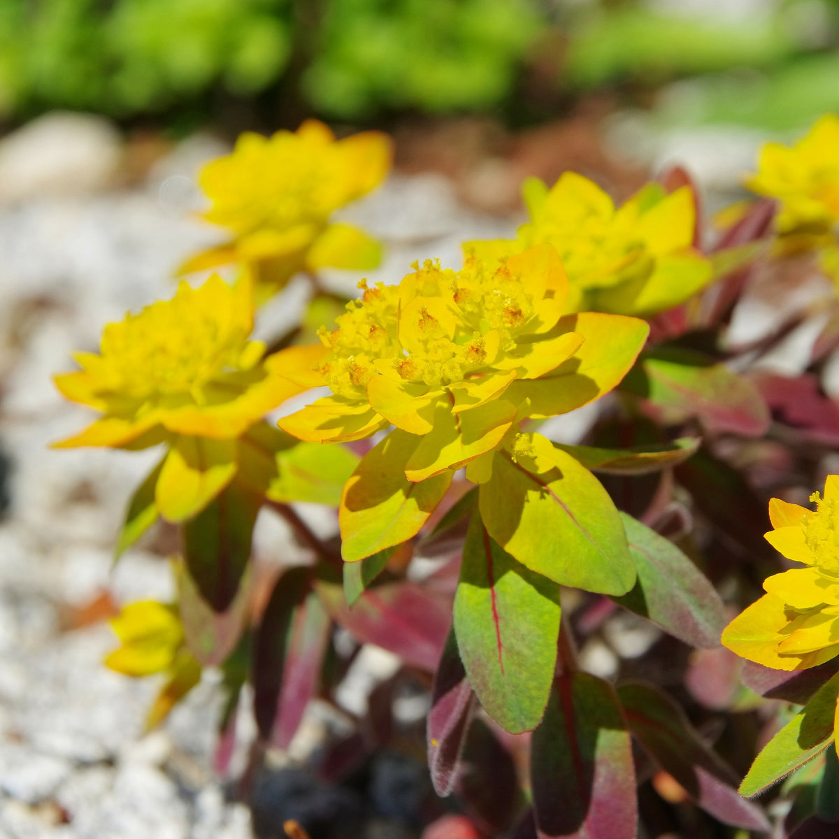Euphorbe polychrome Purpurea - Bakker