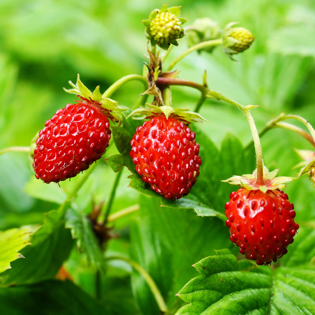 Fragaria vesca - Fraisier des bois - Fraisiers