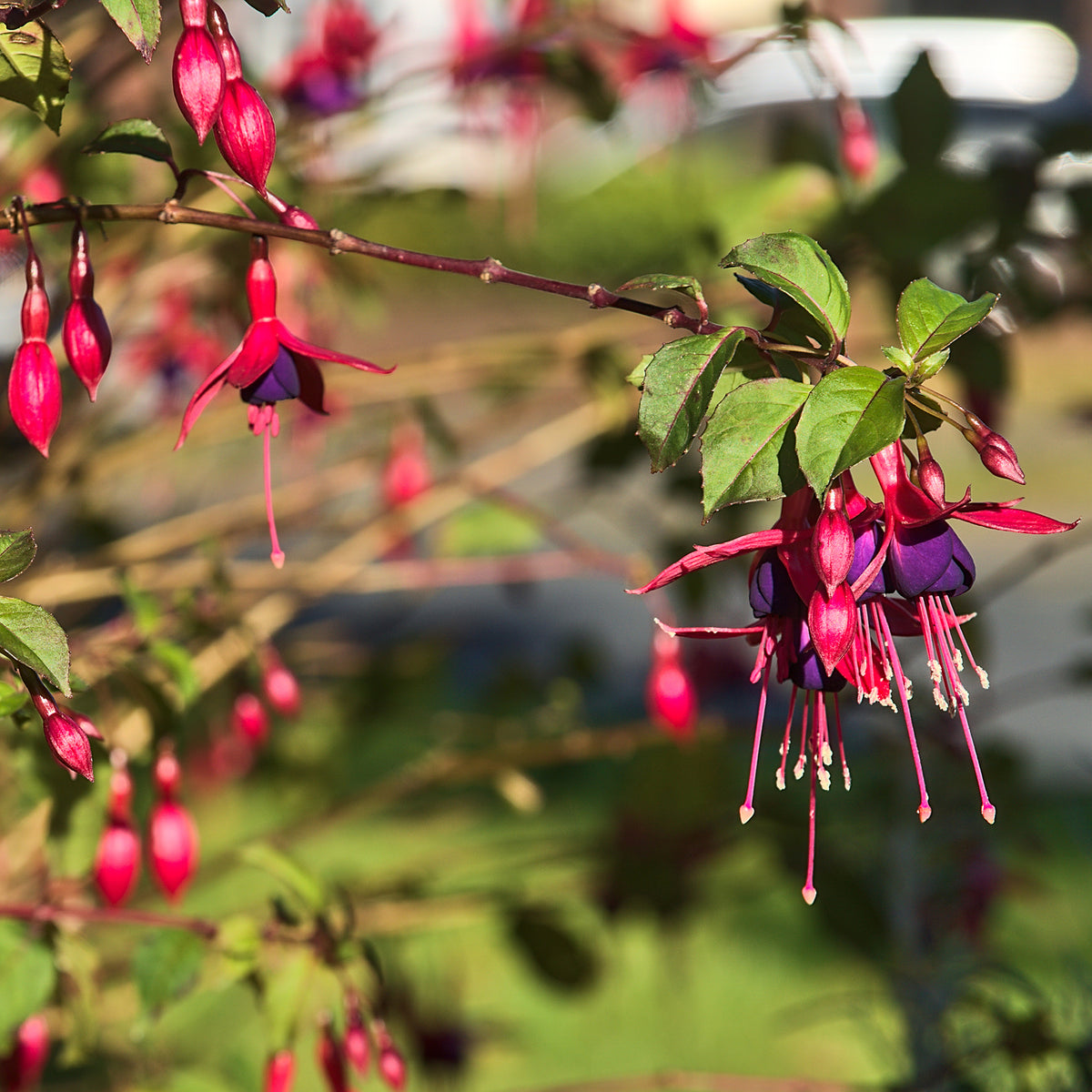 Vente 3 Fuchsias Riccartonii - Fuchsia magellanica Riccartonii
