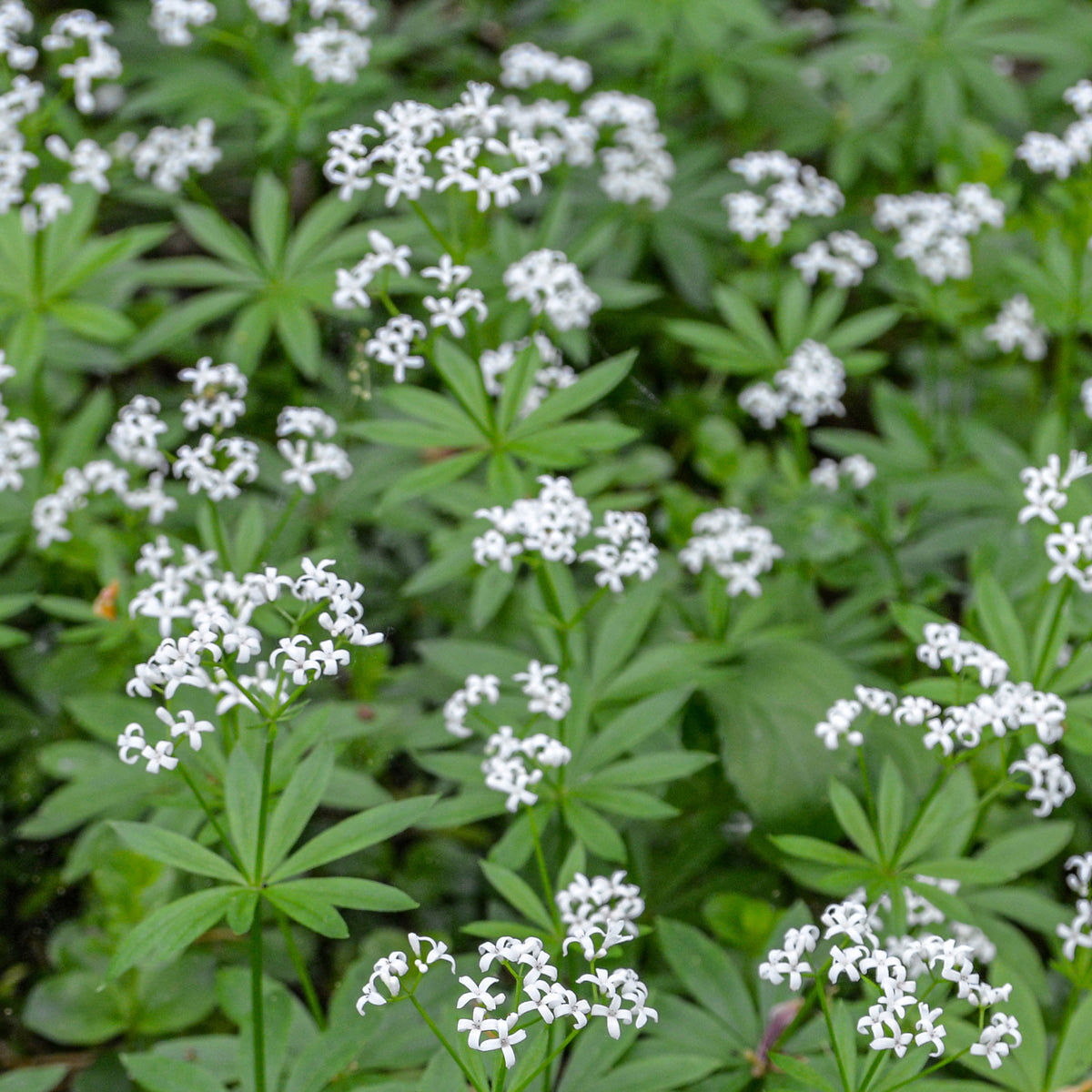 Aspérule odorante - Petit Muguet - Galium odoratum - Bakker